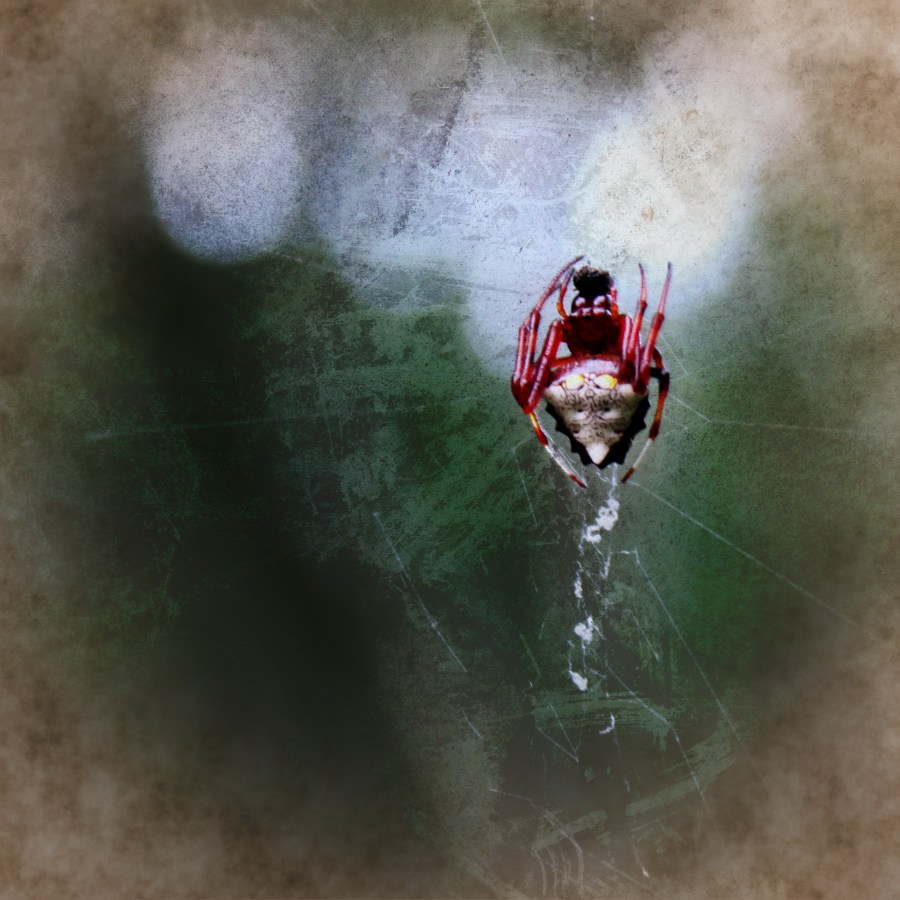 Early Morning Weaver