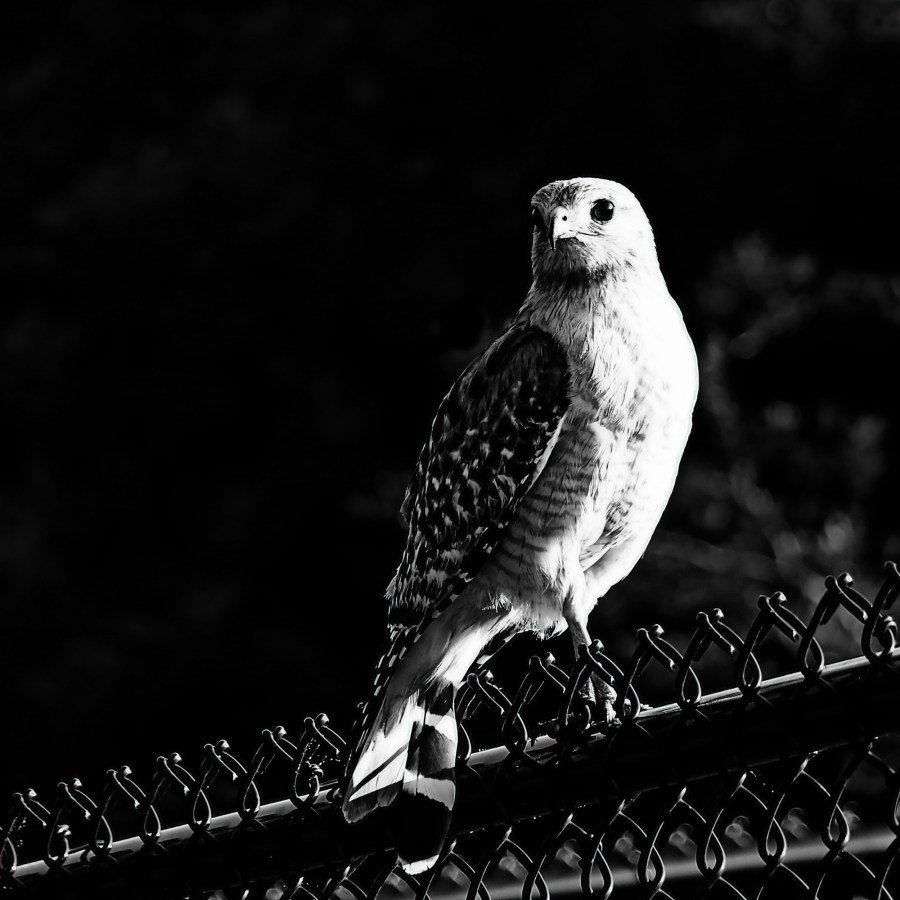 IMG_7143adj3a_resize