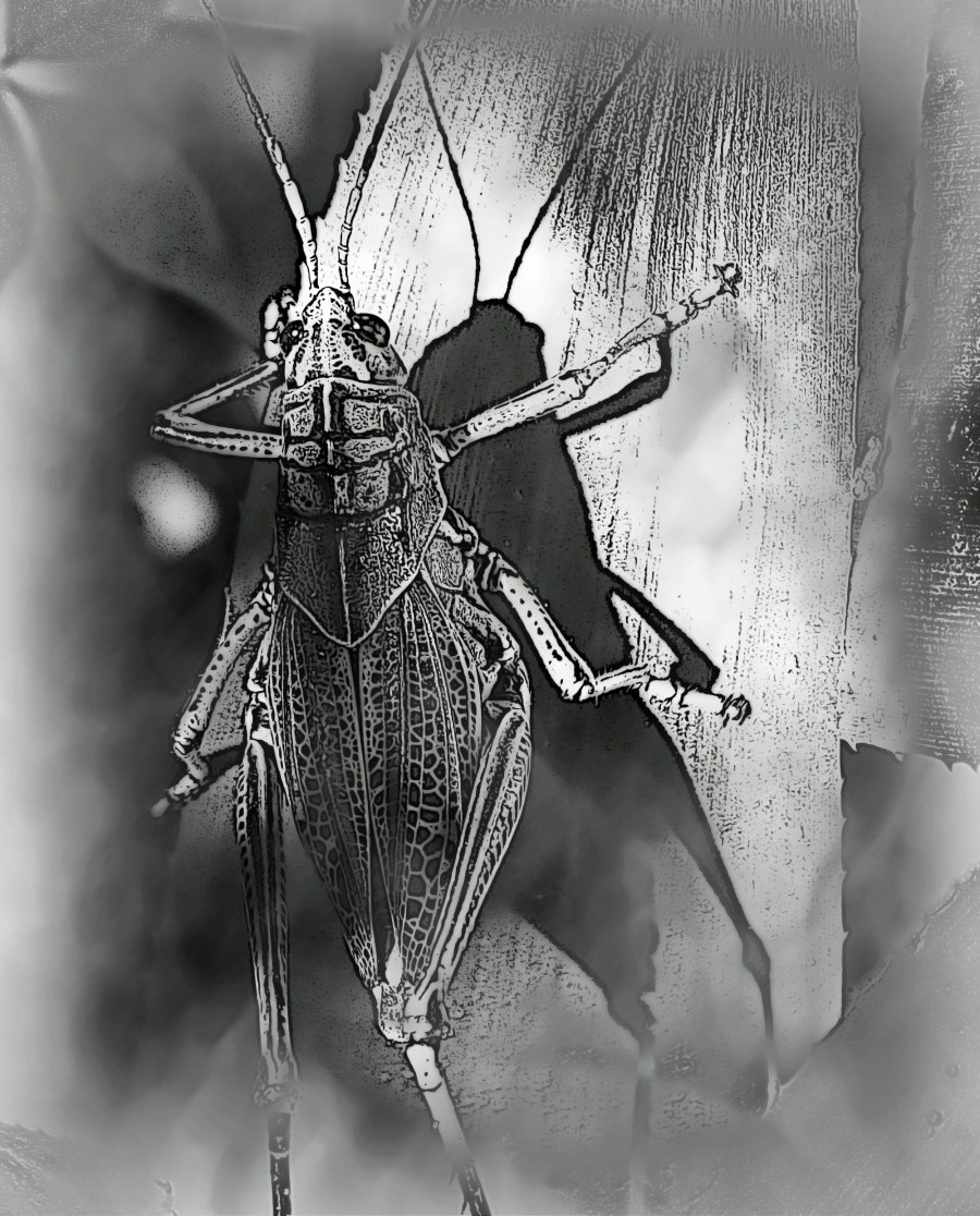 It Came From the Shadows