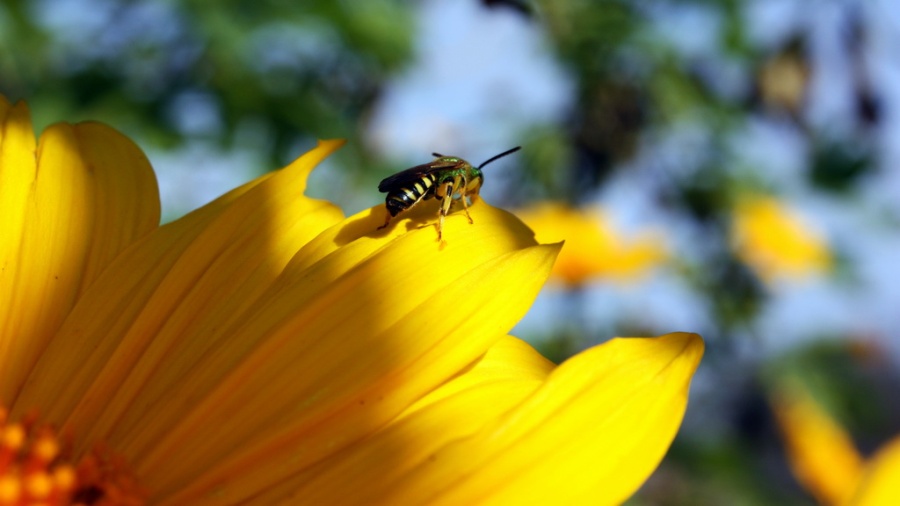Mexican Sunflower With Bee