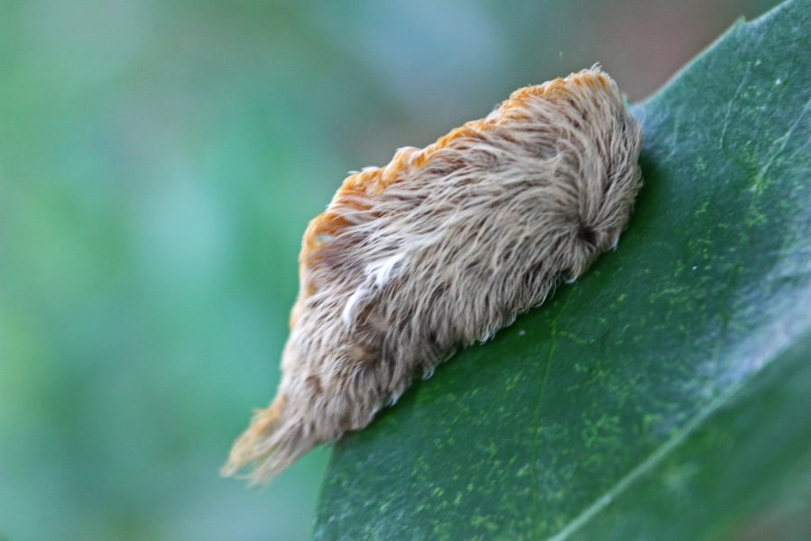 Southern Flannel Moth Larva-1